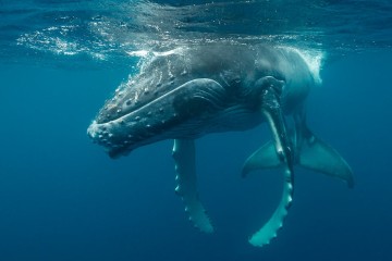 Pour combattre le changement climatique, nous devons protéger les baleines